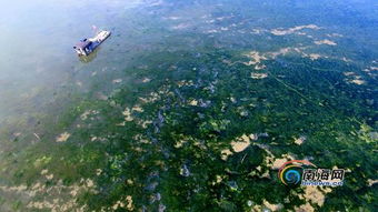 海口灣出現(xiàn)大面積海藻，檢測(cè)機(jī)構(gòu)已取樣進(jìn)行檢測(cè)